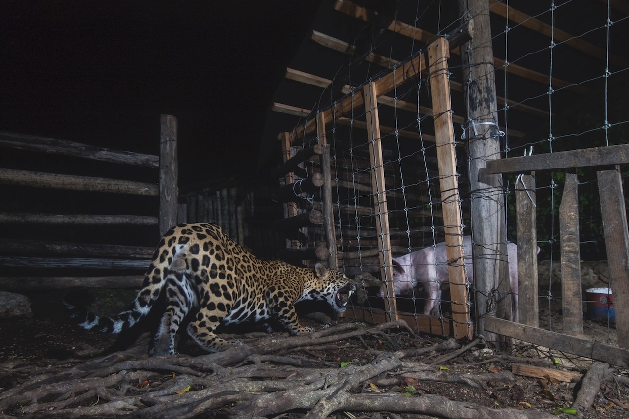 “Face to Face” by Fernando Constantino Martínez Belmar - Human-Nature Finalist