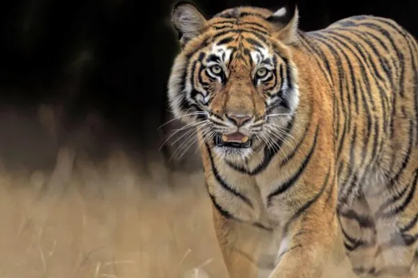 Five Lesser-Known Facts About Tigers