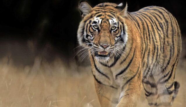 Five Lesser-Known Facts About Tigers