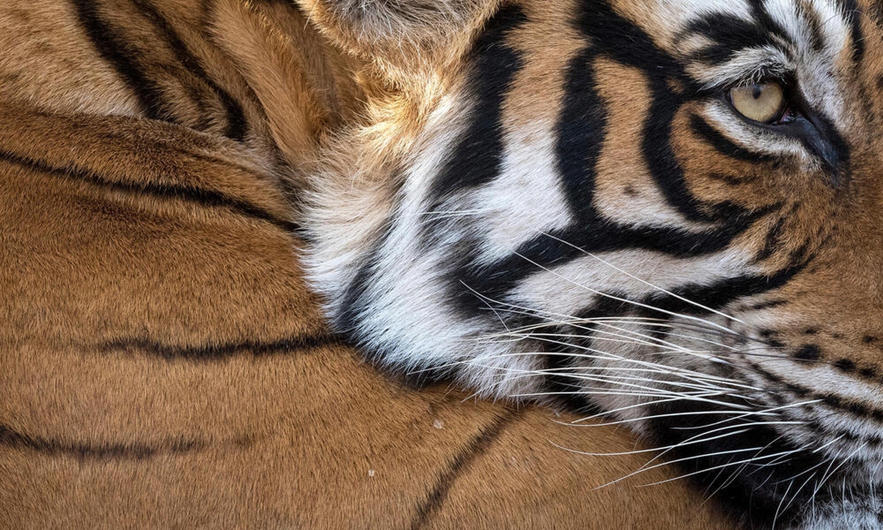 Five Lesser-Known Facts About Tigers - Have Striped Skin