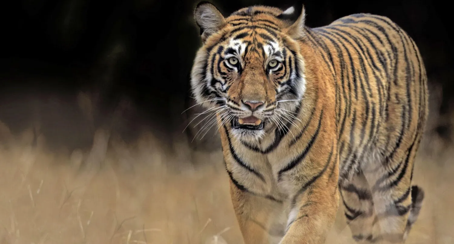 Tiger guide: species facts, how they hunt and where to see in the wild -  Discover Wildlife