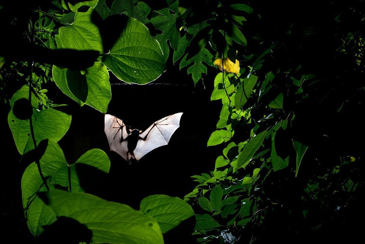 “Frame Within a Frame” by Sitaram May - Winged Life Winner