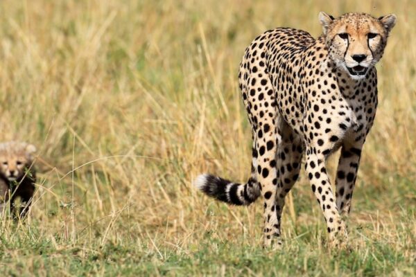 India Will Become Home to Cheetahs Again After 70 Years of Extinction