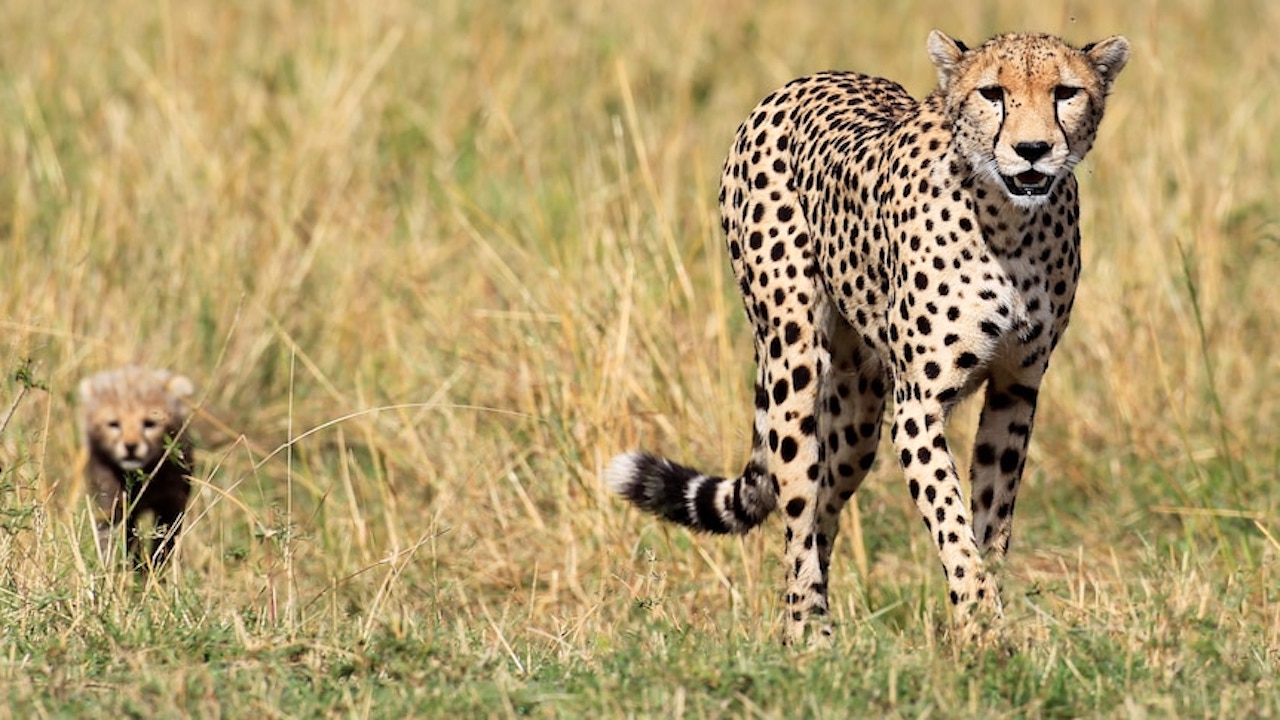 India Will Become Home to Cheetahs Again After 70 Years of Extinction