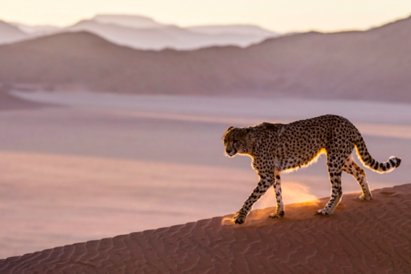 India Will Become Home to Cheetahs Again After 70 Years of Extinction