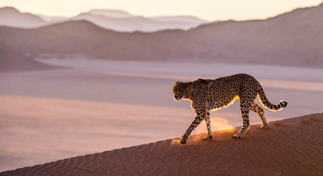 African Cheetahs Will Arrive in India on Empty Stomach From Namibia