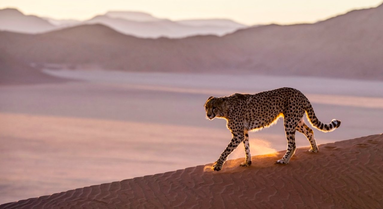 India Will Become Home to Cheetahs Again After 70 Years of Extinction