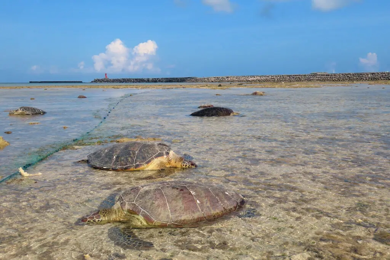 Japan Endangered Green Sea Turtle Stabbing
