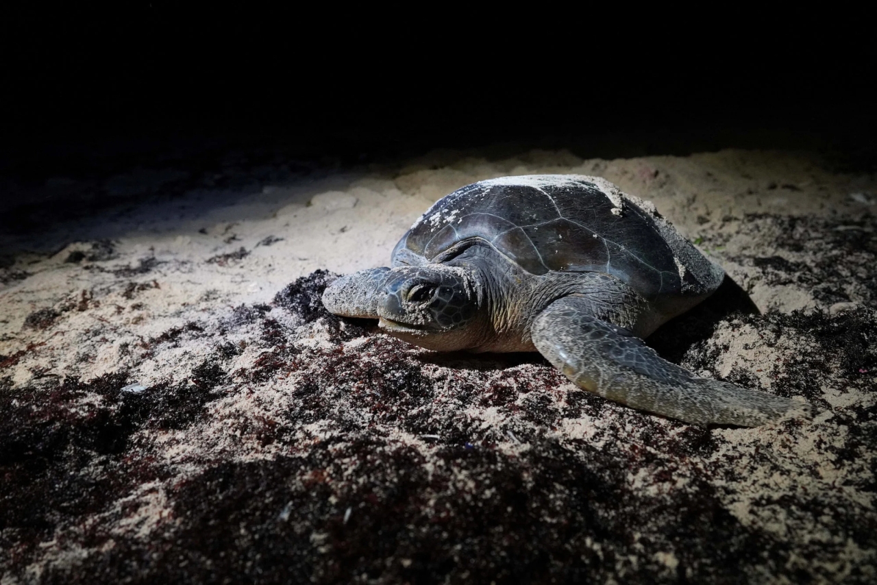 Japan Endangered Green Sea Turtle Stabbing