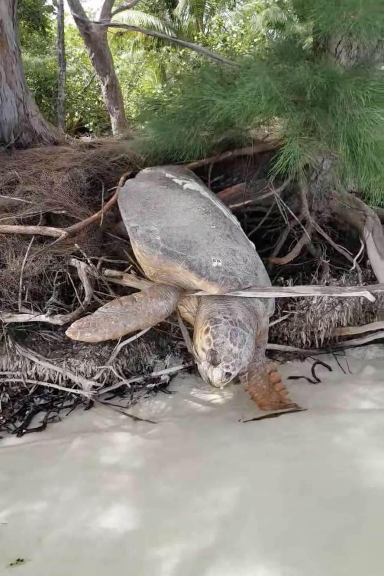 Lifeless Turtle Moved to Sea After a Man Brought Her Back to Life