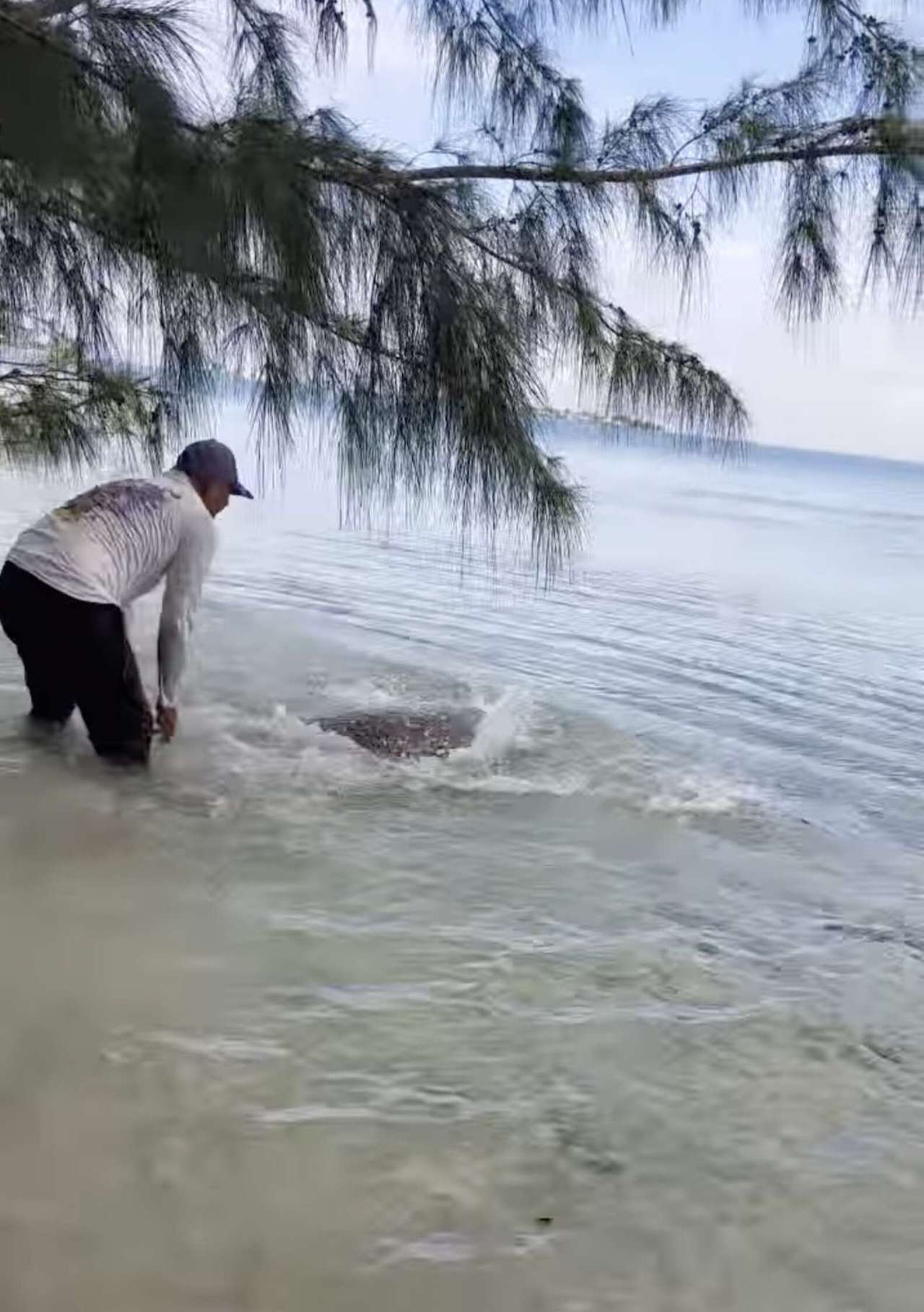 Lifeless Turtle Moved to Sea After a Man Brought Her Back to Life