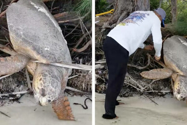 Lifeless Turtle Moved to Sea After a Man Brought Her Back to Life