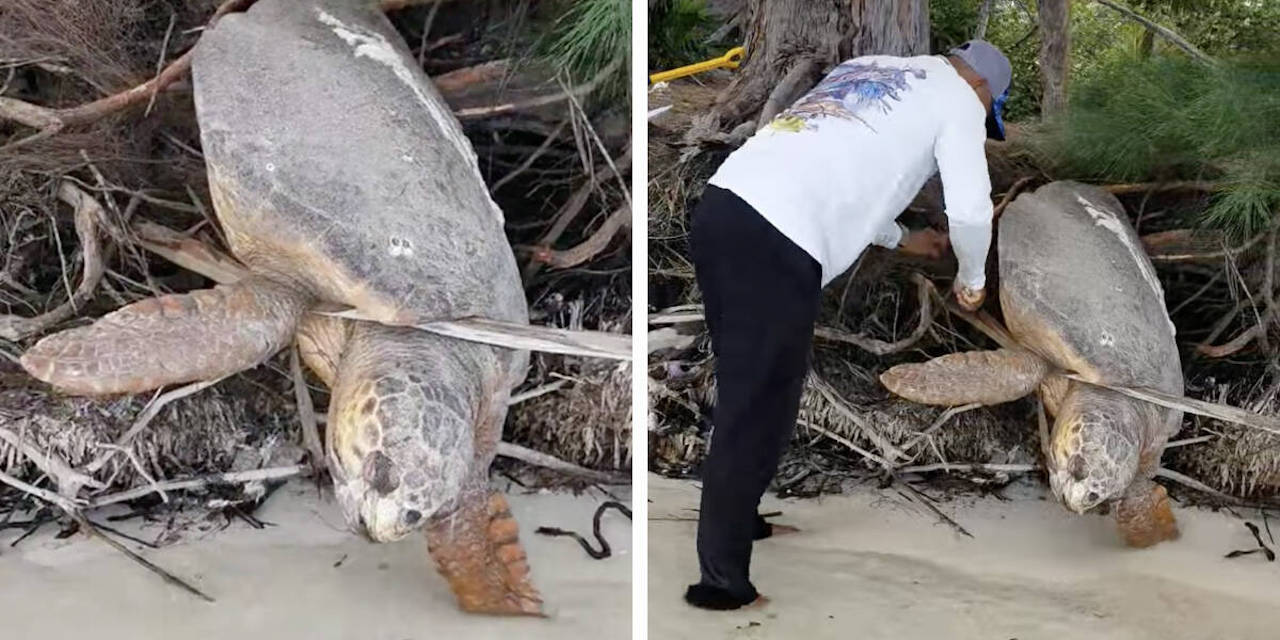 Lifeless Turtle Moved to Sea After a Man Brought Her Back to Life