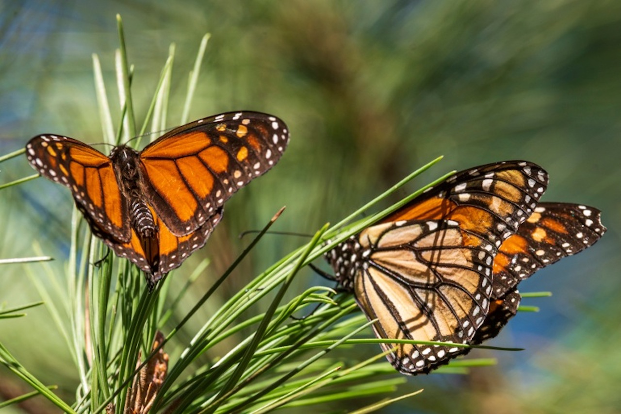 Migratory Monarch Butterflies Close to Extinction, Enters IUCN Red List