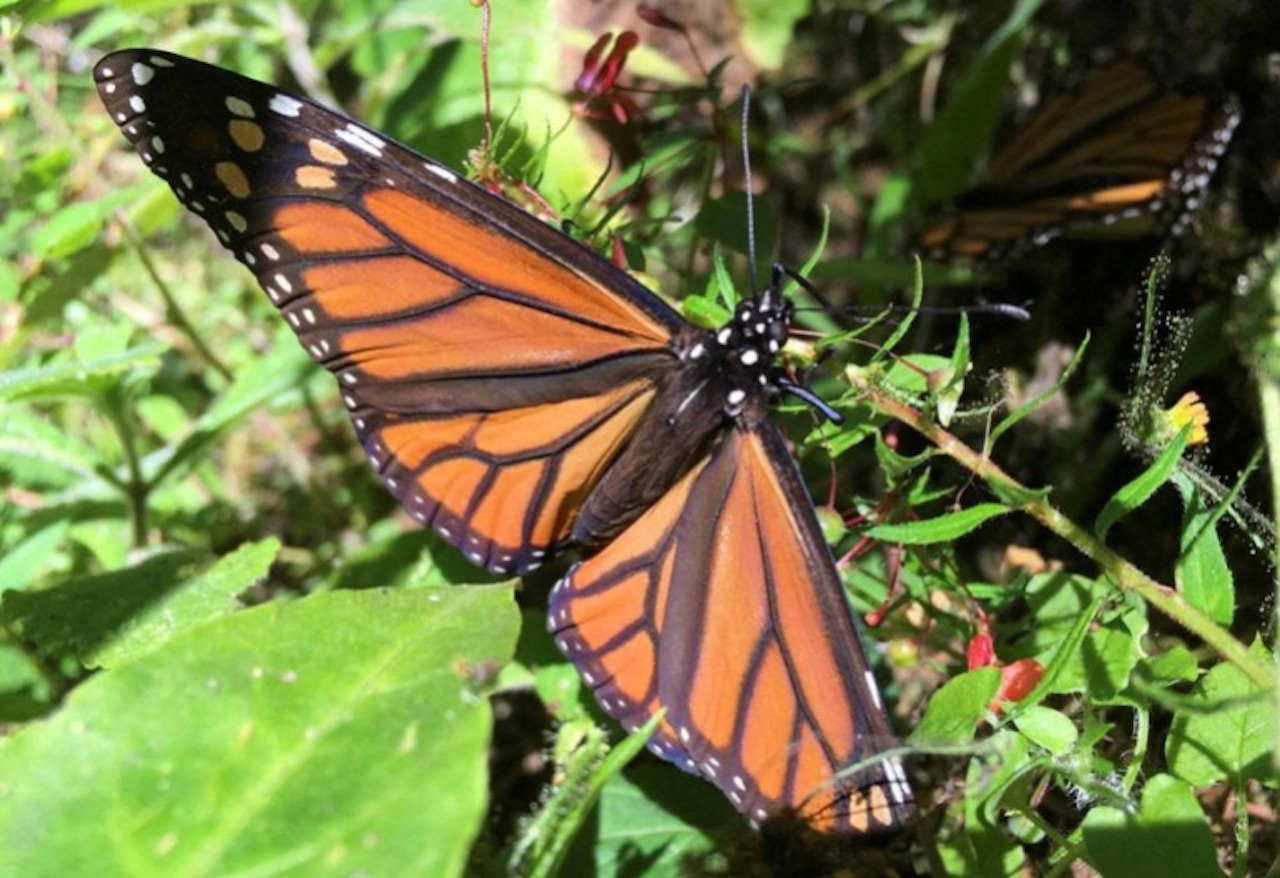 Migratory Monarch Butterflies Close to Extinction, Enters IUCN Red List