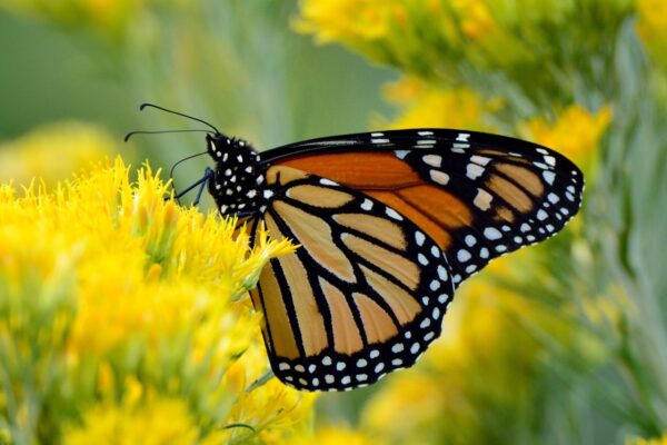 Migratory Monarch Butterflies Close to Extinction, Enters IUCN Red List
