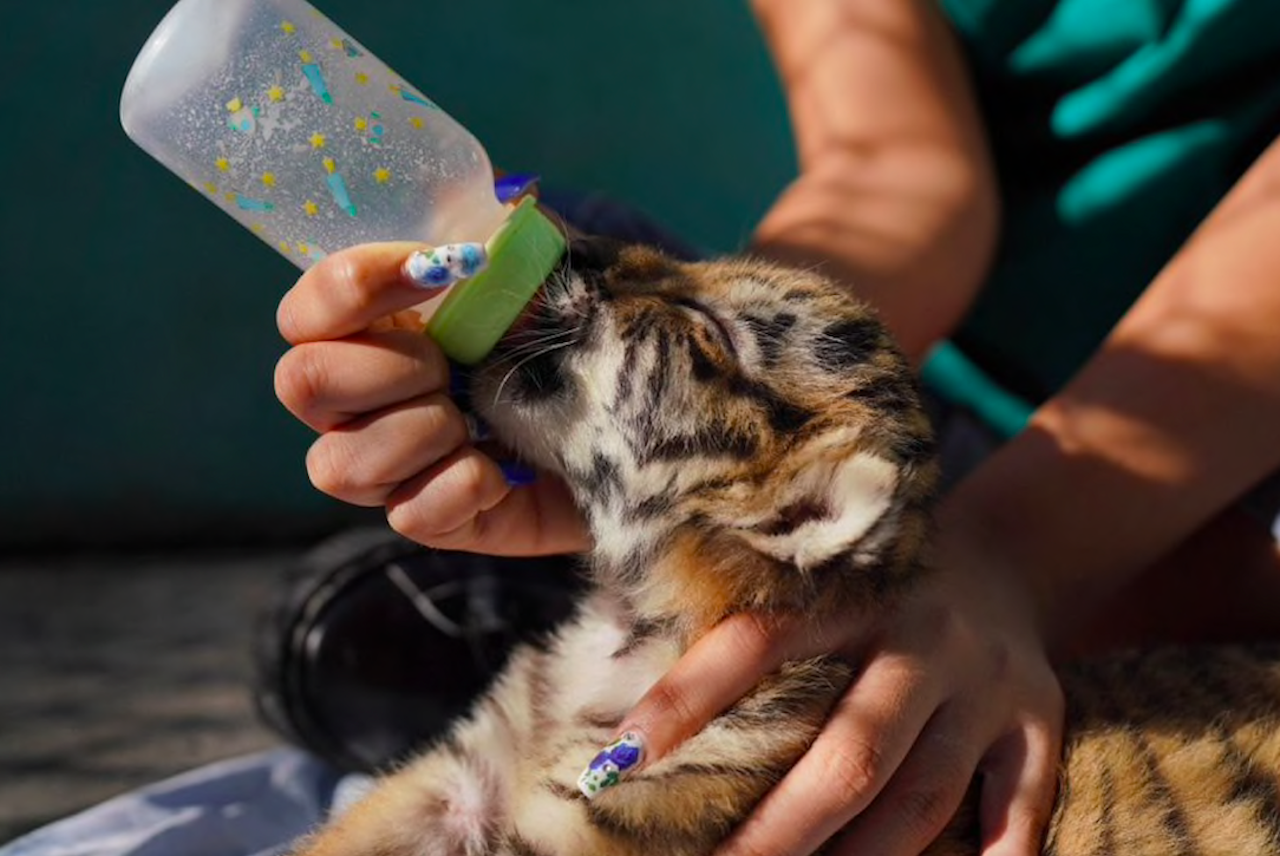 Rare Bengal Tiger Cub Born at Cuba’s National Zoo