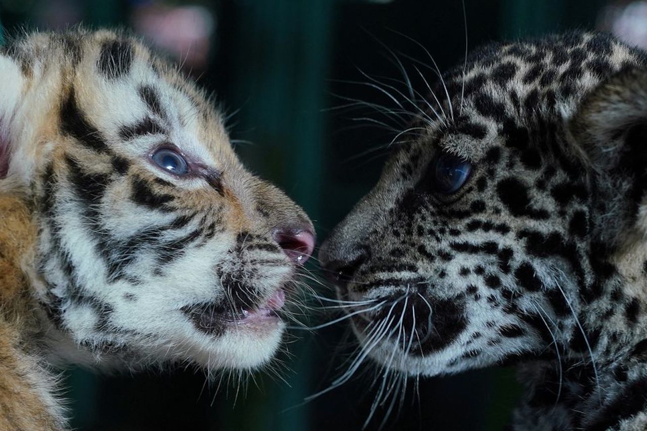 Fifth endangered Bengal tiger born in Cuban zoo