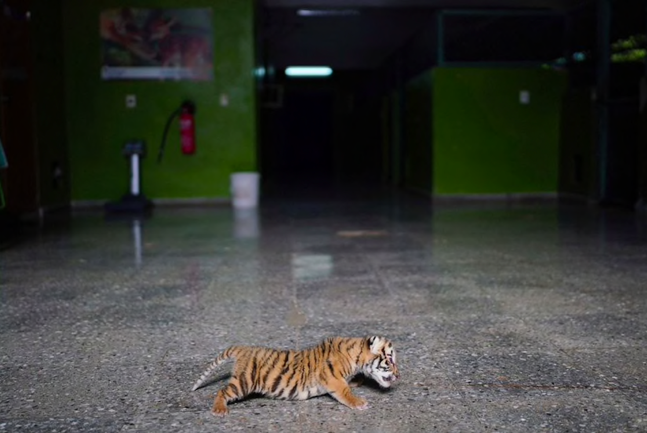 Rare Bengal Tiger Cub Born at Cuba’s National Zoo