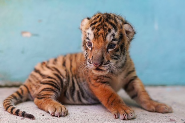 Rare Bengal Tiger Cub Born at Cuba’s National Zoo