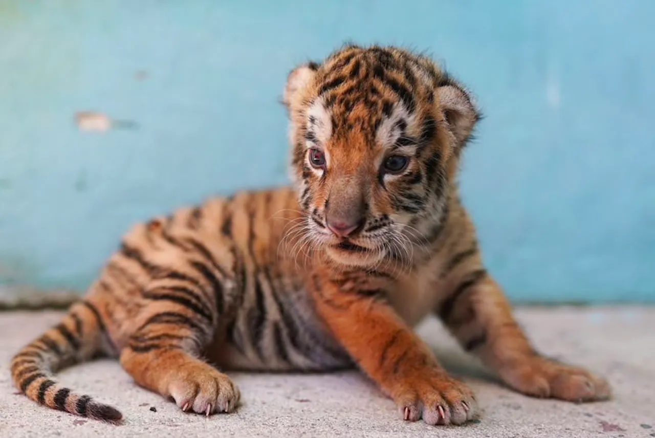 Rare Bengal Tiger Cub Born at Cuba’s National Zoo