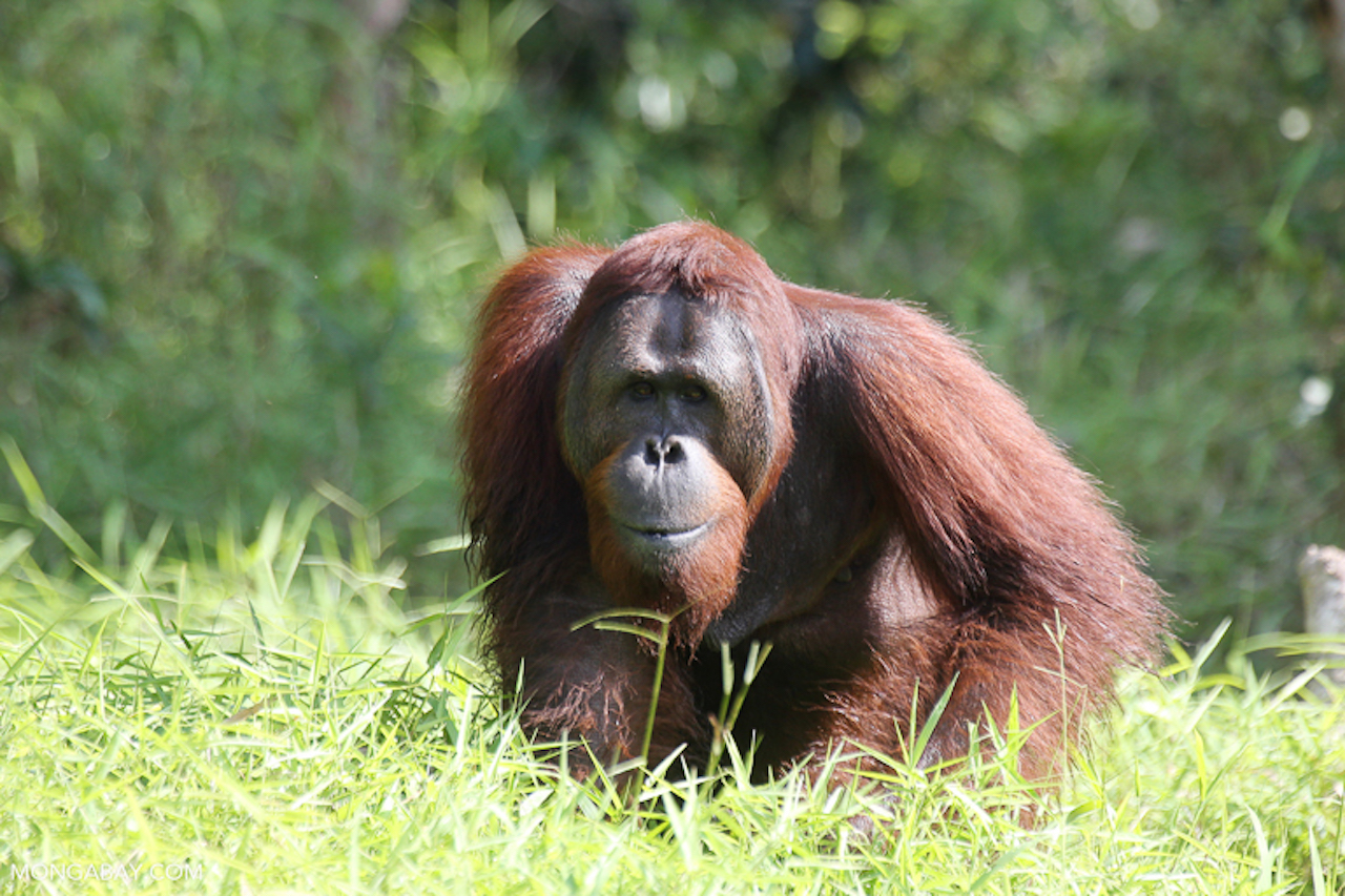Rising Deforestation Put Habitat of Bornean Orangutans in Peril