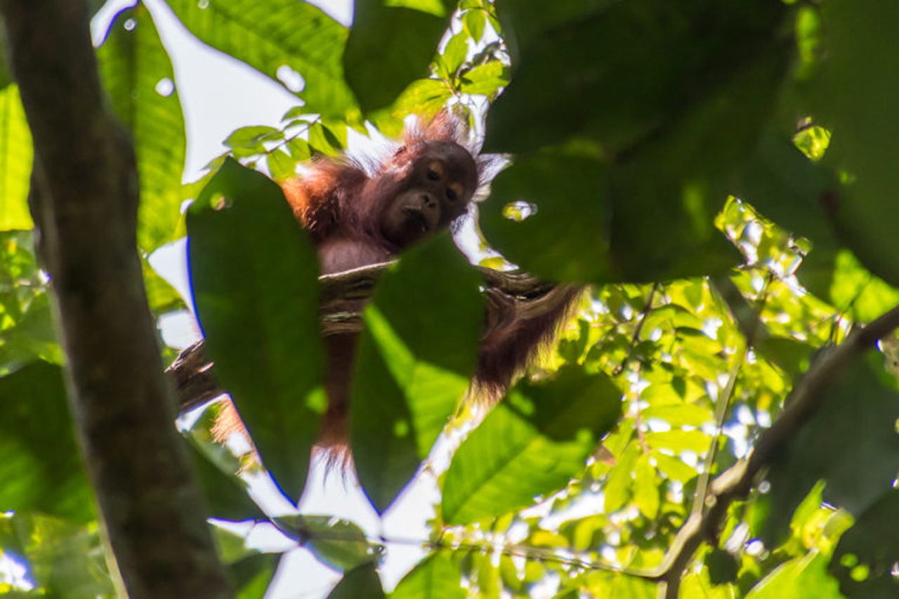 Rising Deforestation Put Habitat of Bornean Orangutans in Peril