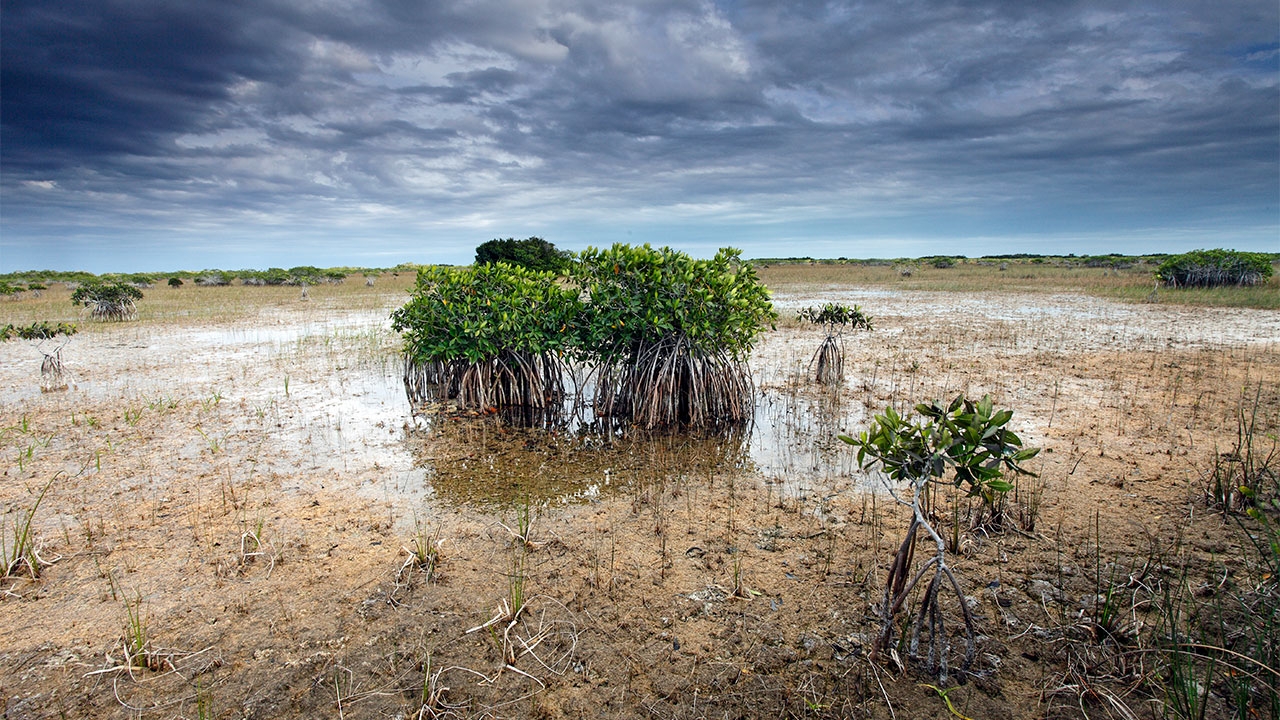 Rising sea levels threaten Everglades National Park