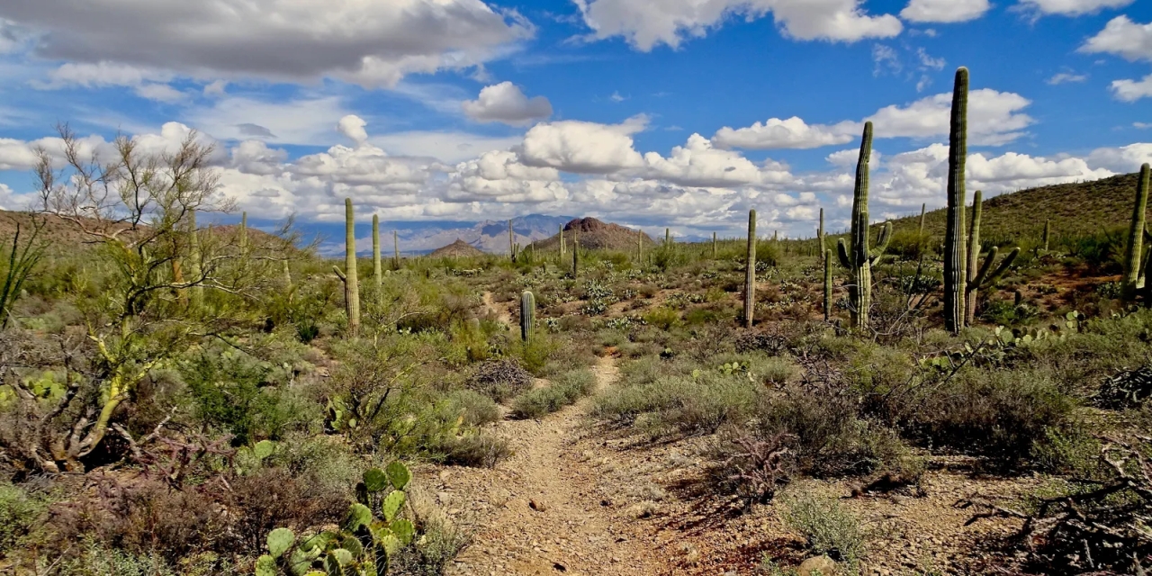 Saguaro National Park threatened by climate change