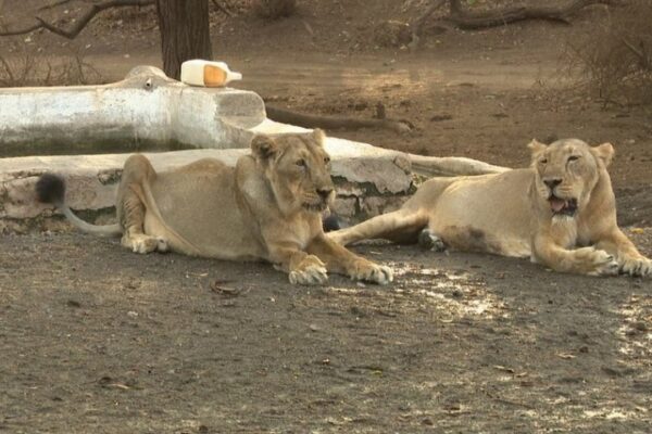 Scarcity of Natural Habitats Forces Lions to Live in Coastal Regions
