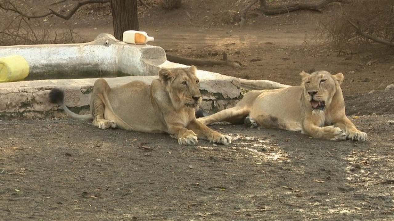 Scarcity of Natural Habitats Forces Lions to Live in Coastal Regions