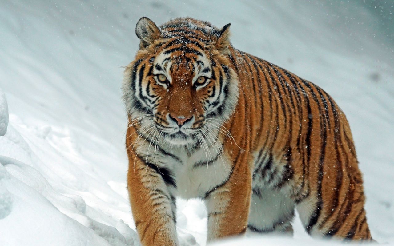 Siberian Tiger is the biggest cat - Tiger Facts