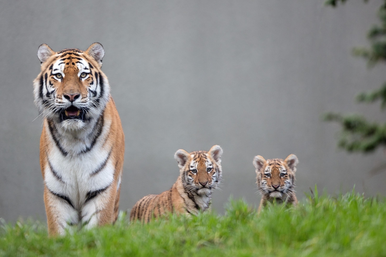 Tiger Cubs are Born Blind