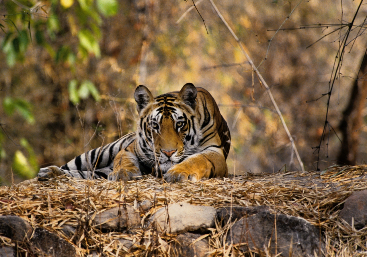 Tiger Deaths in India