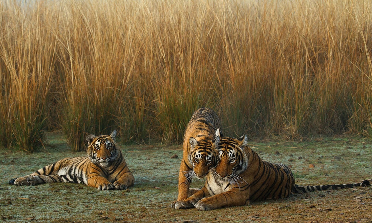 Tiger group is called ambush or streak