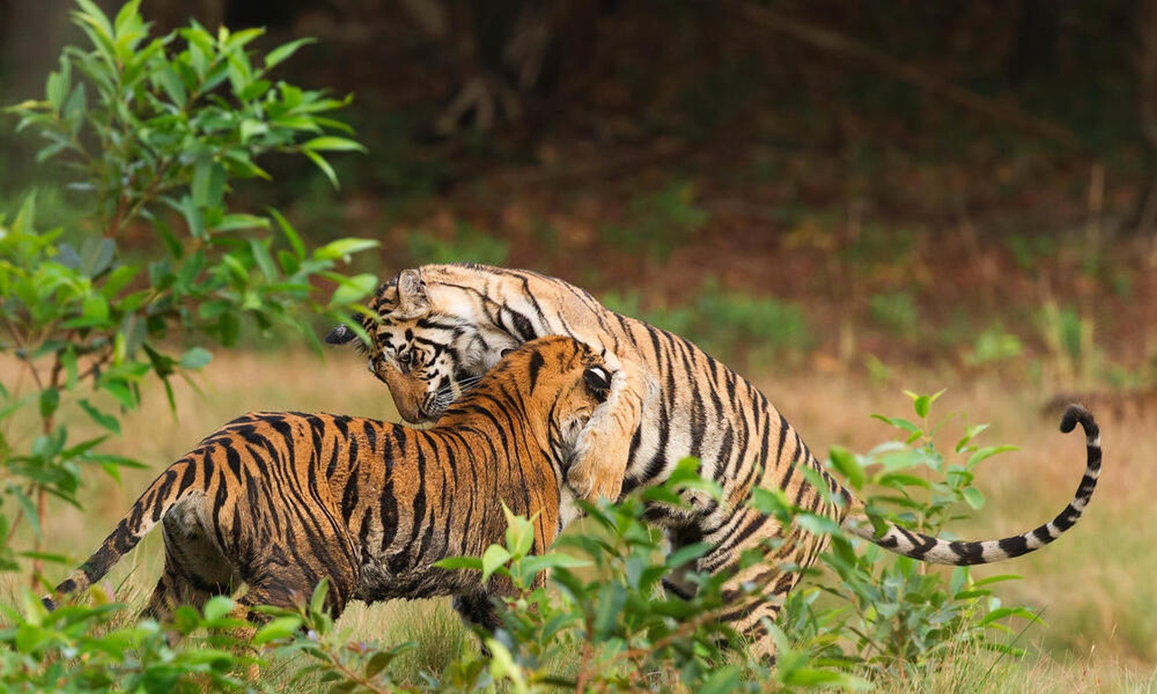 Tiger punch may kill you- lesser-known tiger facts