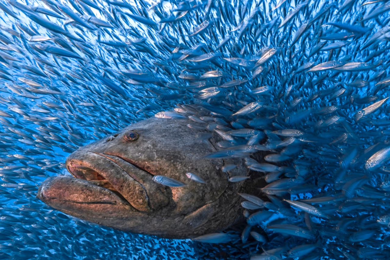 “Tunnel Vision” by Tom Shlesinger. Aquatic Life Finalist