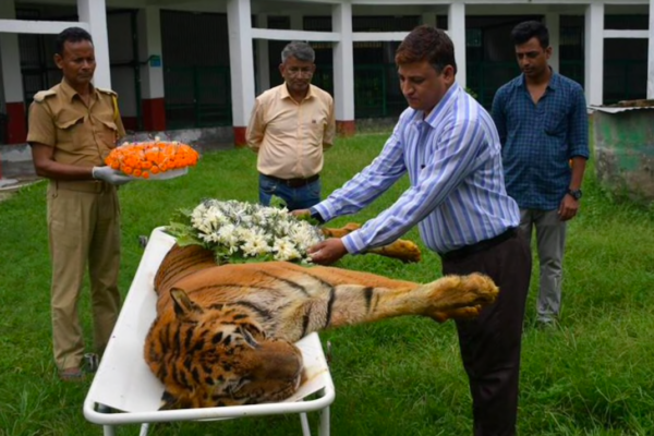 West Bengal Mourns on Demise of India’s Longest Surviving Tiger, Raja