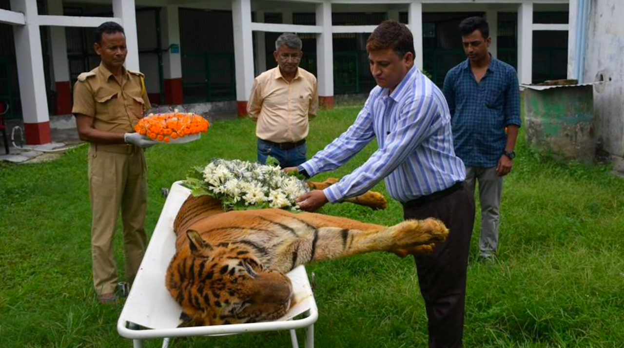 West Bengal Mourns on Demise of India’s Longest Surviving Tiger, Raja