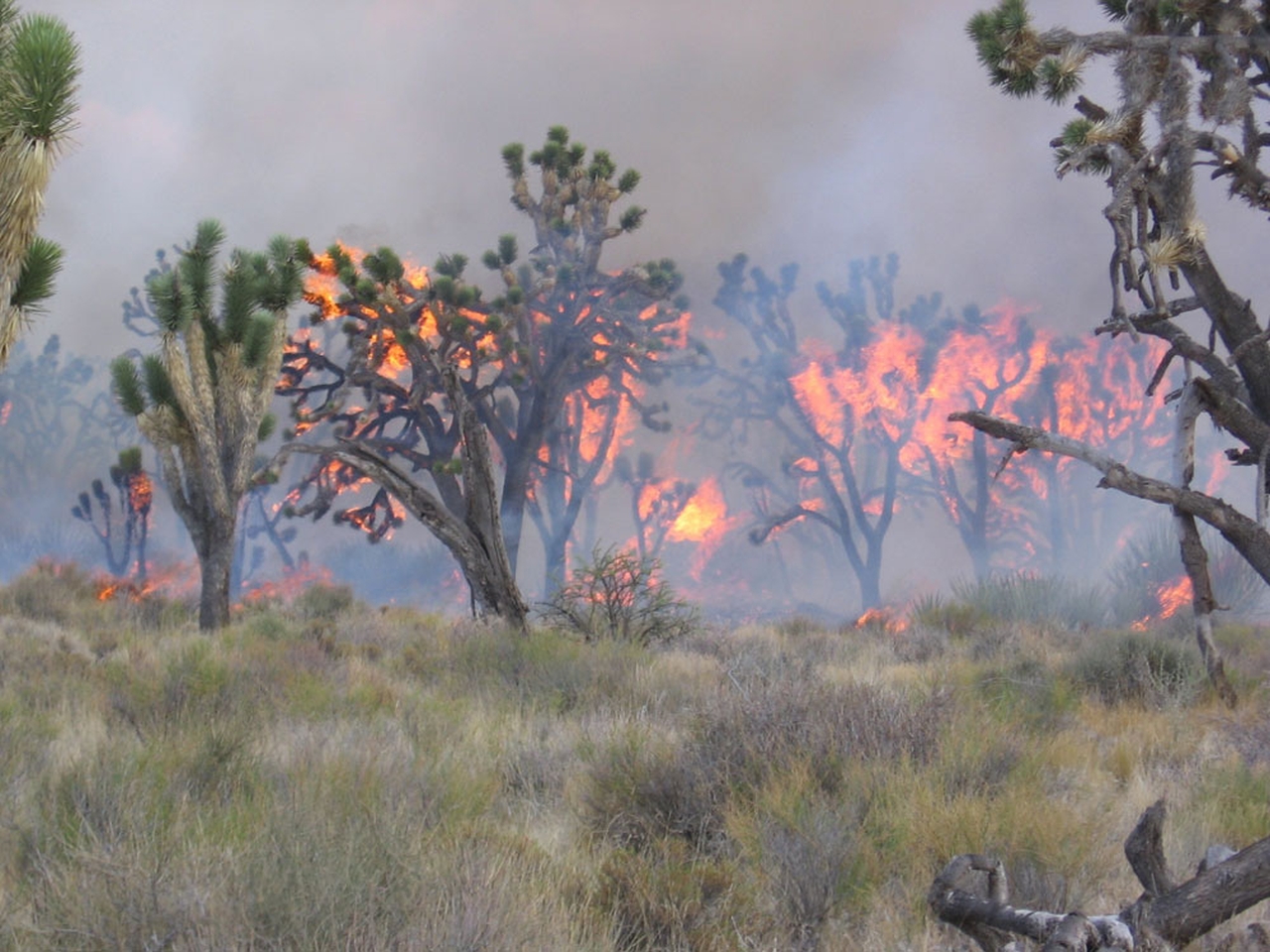 Wildfires Destroying Joshua Tree National Park amid climate change
