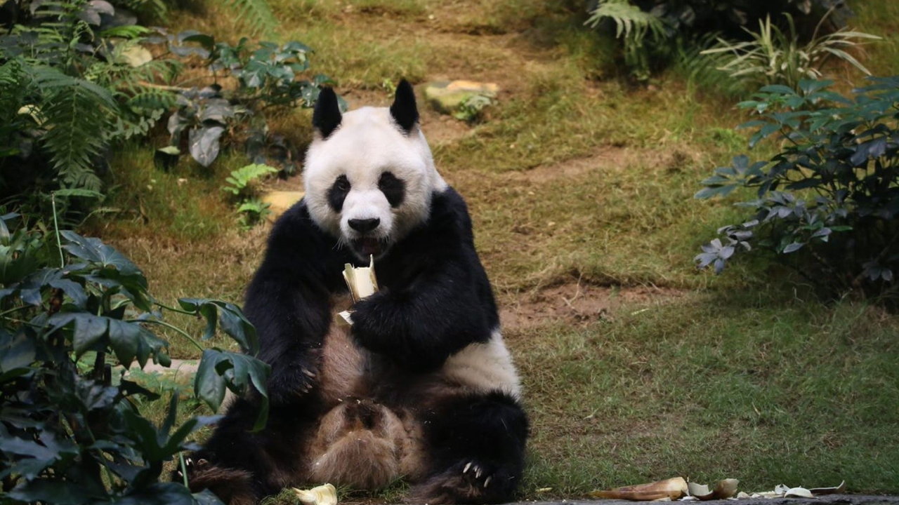 World’s Oldest Male Giant Panda An An 