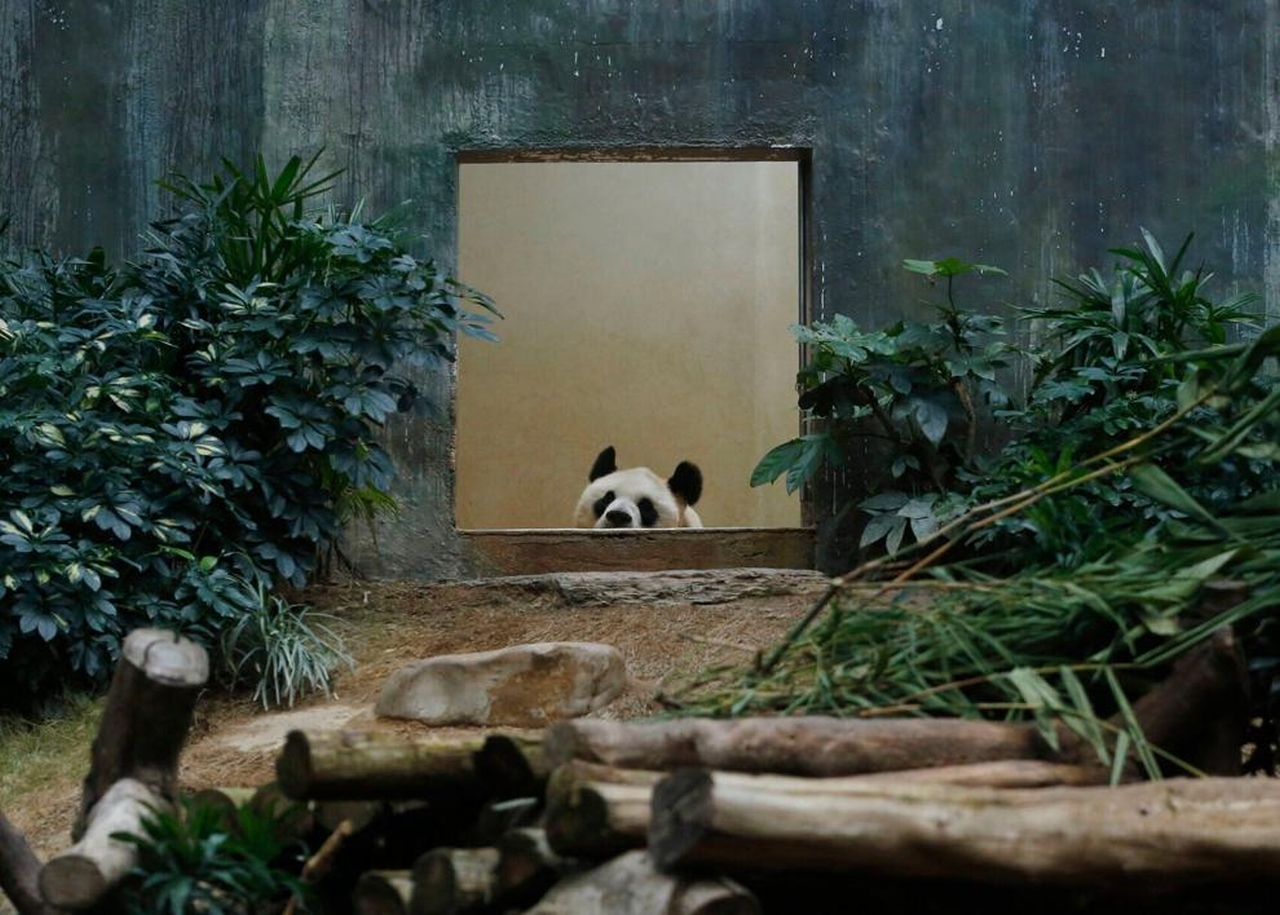 World’s Oldest Male Giant Panda An An 
