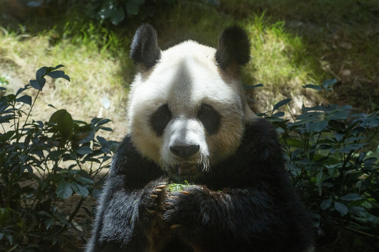 World’s Oldest Male Giant Panda An An 