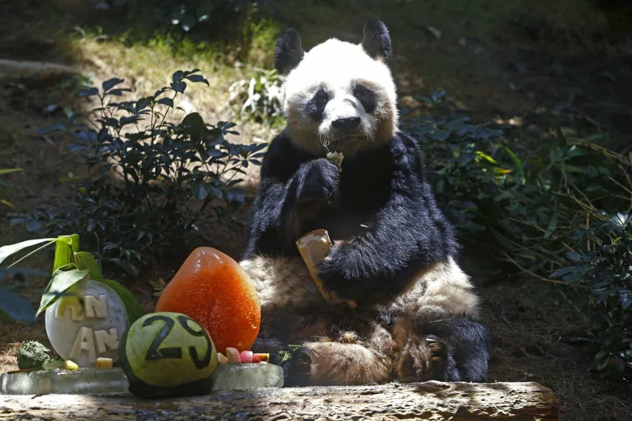 World’s Oldest Male Giant Panda An An 