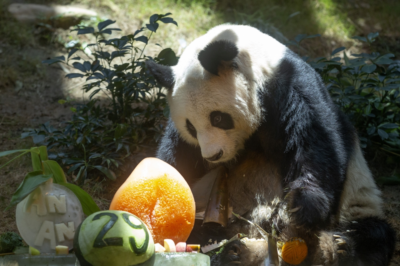 World’s Oldest Male Giant Panda An An 