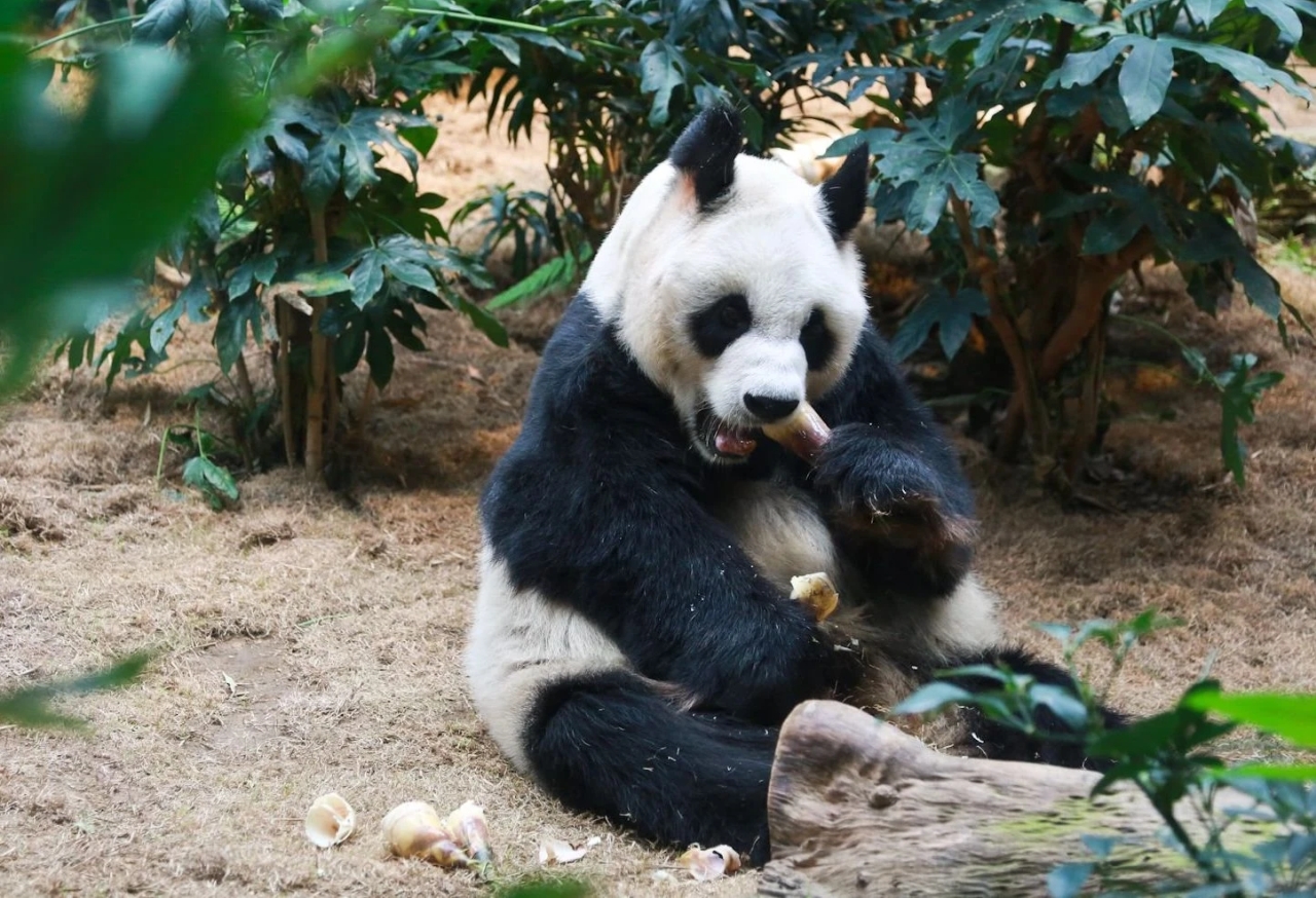 World’s Oldest Male Giant Panda An An 