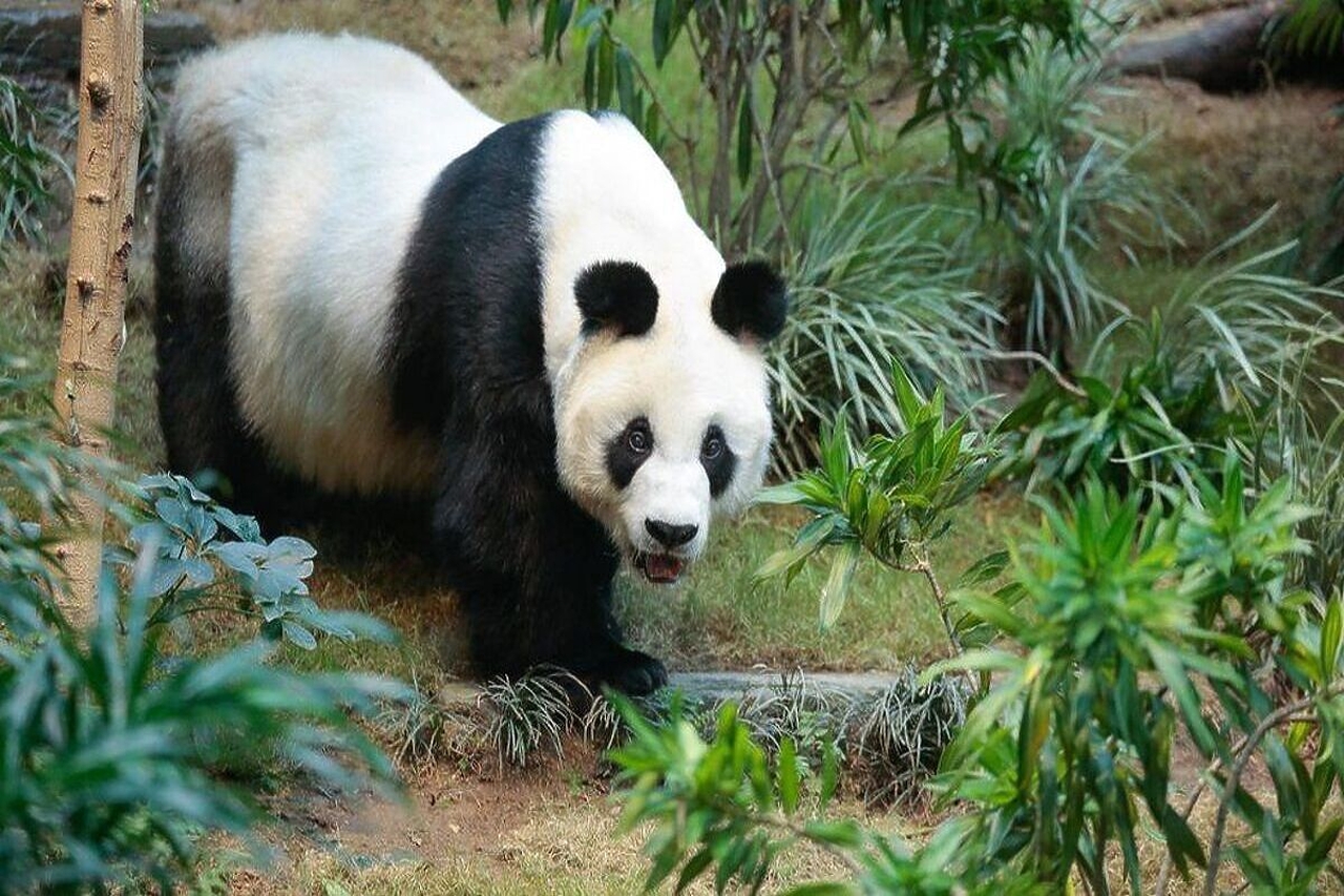 World’s Oldest Male Giant Panda An An 