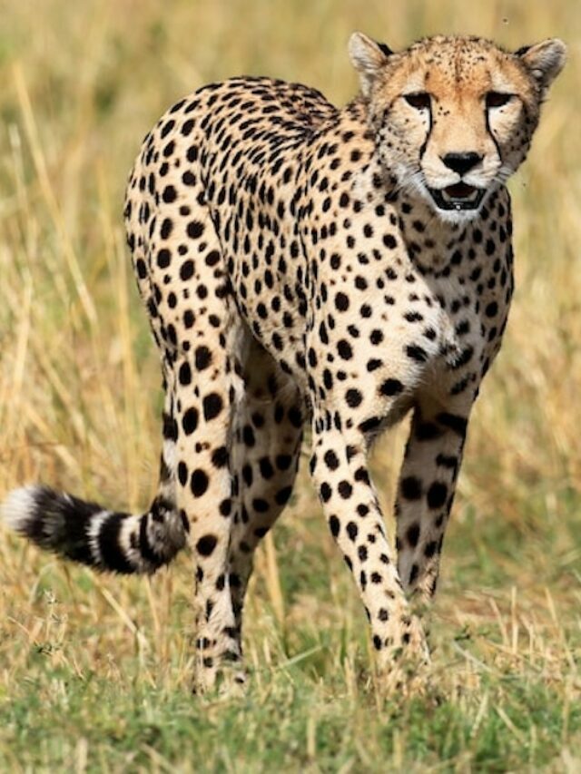 African Cheetahs Return To India