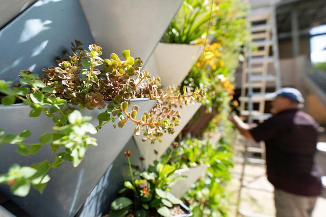‘Living Wall’ is Key To Creating Sustainable Smarter Cities 
