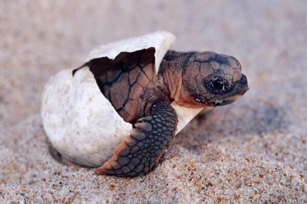 99% of Floridian Sea Turtles Are Now Born Female